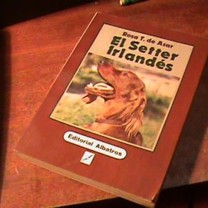 R.azar El Setter Irlandes (art 6295