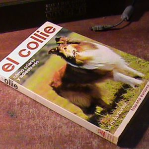 El Collie S. M. Barbaresi (art 8071